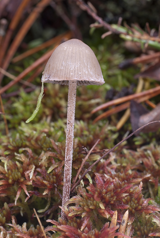 Panaeolus acuminatus